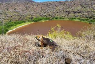 Iguanas terrestres nacieron en la Isla Santiago por primera vez desde 1835